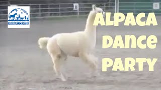 So Cute Alpaca Prancing [upl. by Repsihw]