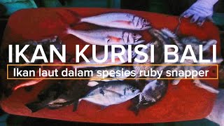 JUMPA KAWANAN IKAN KURISI RUBY SNAPPER SPEARFISHING [upl. by Panchito]