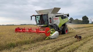 NEW CLAAS TRION 750 TREBBIATURA RISO [upl. by Jojo]