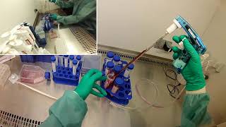 BME 245L Summer 2020 Lab day 6 Get cells for cytotoxicity assay [upl. by Ressan]