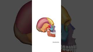 Kafa kemikleri anatomi anatomy anatomist neuroanatomy nöroanatomi nöroanatomi cranium [upl. by Iover88]