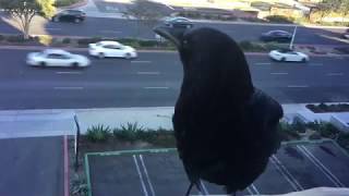 Crow Cawing Outside Window [upl. by Abdul]