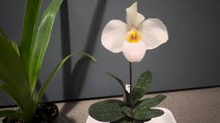 Phragmipedium and Paphiopedilum orchids in bloom [upl. by Ode301]