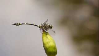 Australian Tiger Ictinogomphus australis Dragonfly  3 [upl. by Diogenes]