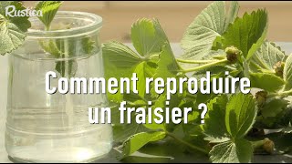 Comment multiplier un fraisier sur son balcon [upl. by Aicilev]