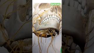 Foramen mentoniano 3D dentist [upl. by Leirvag503]