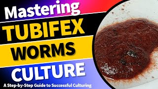 Mastering Tubifex Worm Culture A StepbyStep Guide to Successful Culturing TubifexWormCulture [upl. by Prince]