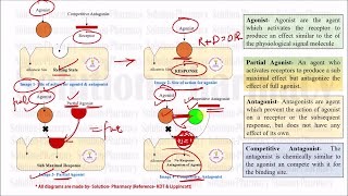 Competitive amp Noncompetitive Antagonist  Definition of Agonist  Antagonist  Partial Agonist [upl. by Manfred]