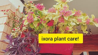 The Ultimate Guide to Ixora Plant CareIxora Plant ixora plant care Ixora Flower plant [upl. by Dahlia328]