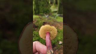 Zellers Bolete  Xerocomellus Zelleri bolete mushroom pnw Westcoast fungi shorts nature [upl. by Sug]