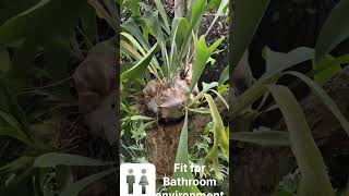 Staghorn Fern Plant Platycerium superbum gardening darshan maintenance fern grow green 369 [upl. by Noved]