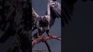 Egale sound youtubeshorts short eagles birds [upl. by Olson78]