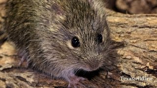 Texas Wild Hispid Cotton Rat Sigmodon hispidus [upl. by Kemp]