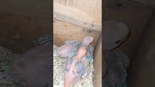 Blue Lacewing RingNeck Chicks in the box ringneckparrot [upl. by Eiram979]