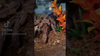 Anja the Lasiodora Parahybana 🩷 inverts invertebrates pets tarantulafeeding tarantula nature [upl. by Anuahsar]