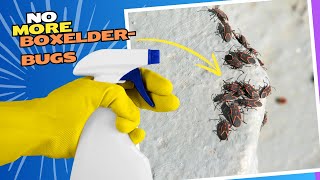 Natural Spray to Get Rid of Boxelder Bugs amp Beetles Inside or Outside Your House [upl. by Lefton456]