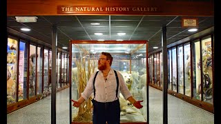 Norwich Castle Natural History Galleries Curator Tour [upl. by Geraldine]