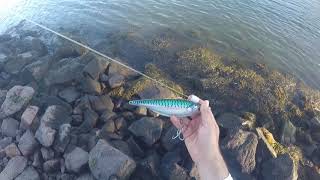 How to use a Sebile Stick Shadd in the Cape Cod Canal [upl. by Lindo]