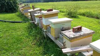 Honey Bee Queen returning from a mating flight Looks like a swarm coming to a hive [upl. by Ariec]