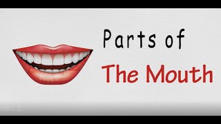 Basic Mouth Anatomy  Learn English Vocabulary Parts Of Mouth Body Parts  Human Body Parts [upl. by Mata]