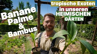 Exoten im heimischen Garten pflanzen Winterharte Banane Palme amp Bambus  funktioniert auch hier [upl. by Ayn]