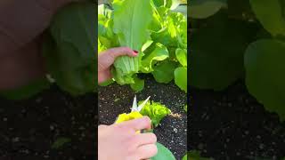 Harvest your Lettuce frequently to prevent bolting 💚gardening [upl. by Malinin]