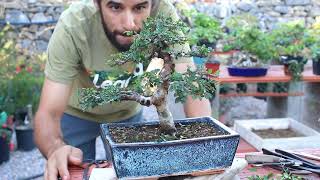 Poda de otoño en olmo chino ulmus parvifolia bonsai [upl. by Vil]