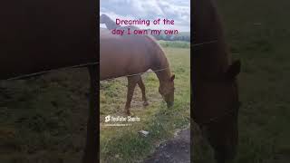 my morning routine visiting the horses  A morning with the horses  manifesting owning a horse [upl. by Kazim]