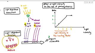 137 Limiting Factors in Photosynthesis Cambridge AS A Level Biology 9700 [upl. by Adlemi923]