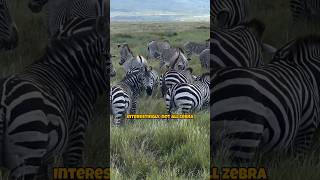 Why Zebras Have Stripes Uncovering the Fascinating Reasons [upl. by Schnell]