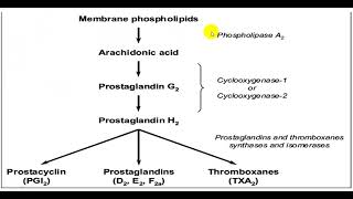 Nonsteroidal Antiinflammatory Drugs Toxicity  NSAID [upl. by Althee]