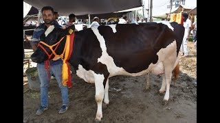 Quality Holstein cows in India  HF cow from India [upl. by Tanberg]