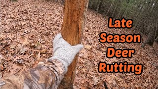 Late Season NC Deer Rut Activity [upl. by Rraval]