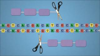 Method of the Year 2011 Geneediting nucleases  by Nature Video [upl. by Esekram446]