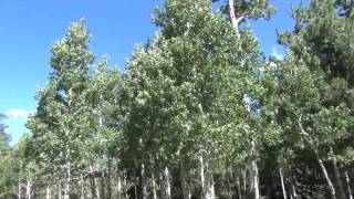 Quaking Aspen quaking [upl. by Ialokin]