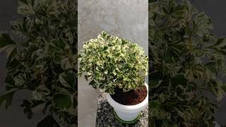 Ming Aralia shorts shortvideo youtubeshorts youtube trending viralvideo love reels video [upl. by Acinyt106]