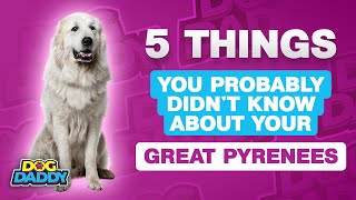 5 Things You Probably Didnt Know About Your Great Pyrenees [upl. by Jarid172]