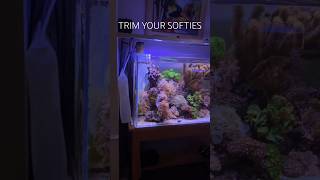 Reef Tank TRIM YOUR SOFT CORALS reeftank nanoreeftank [upl. by Ais]