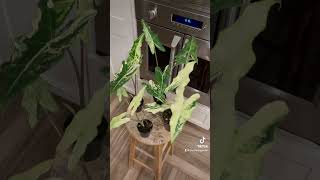 Alocasia Sariana Variegated alocasiavariegata alocasiasariana aroidaddicts aroids [upl. by Ardeid]