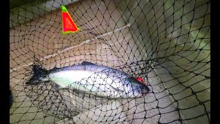 Trolling Wicked Lures For Salmon [upl. by Sanders734]