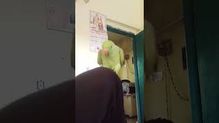 Samne ki Durga Puja parrot funny birds shortsviral [upl. by Sheffie409]