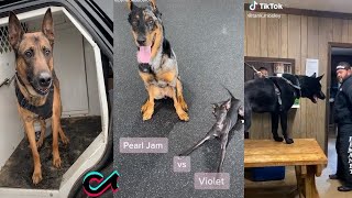 Amazing k9 Police Dogs TikTok Compilation  Dogs Of TikTok  k9 TikTok  TikTok Compilation [upl. by Yrevi]