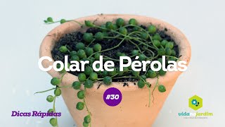 Planta Colar de Pérolas Tercinho 30  Dicas rápidas [upl. by Prussian]