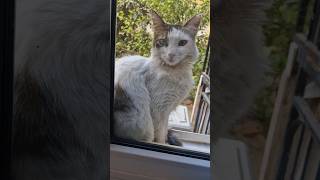 Perdeyi Çek Kedi Okuyabilir shortvideo cat cute kedi cuteanimal catlover animals funnycat [upl. by Ahsrats698]