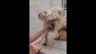 Trimming a fidgety dogs paws with scissors demo Senior Maltese clip from full video [upl. by Parker]