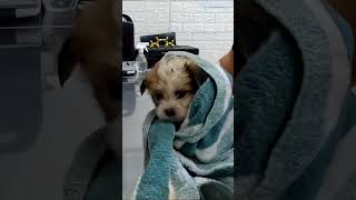 Rescue a baby dog lost it’s mother♥️♥️♥️ rescue rescueanimals animals [upl. by Sacken]