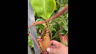 Nepenthes sibuyanensis x veitchii x lowii BE3986 by Fangblatt nepenthes kannenpflanze [upl. by Peppie848]