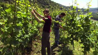 WACHAU  Land am Strome  Valley of Golden Magic [upl. by Norean]