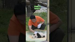 This baby panda fell asleep shorts [upl. by Anauj]