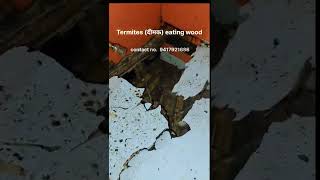 termites दीमक eating wood 😳 shorts PEST CONTROL contact no 9417921686 [upl. by Glynn]